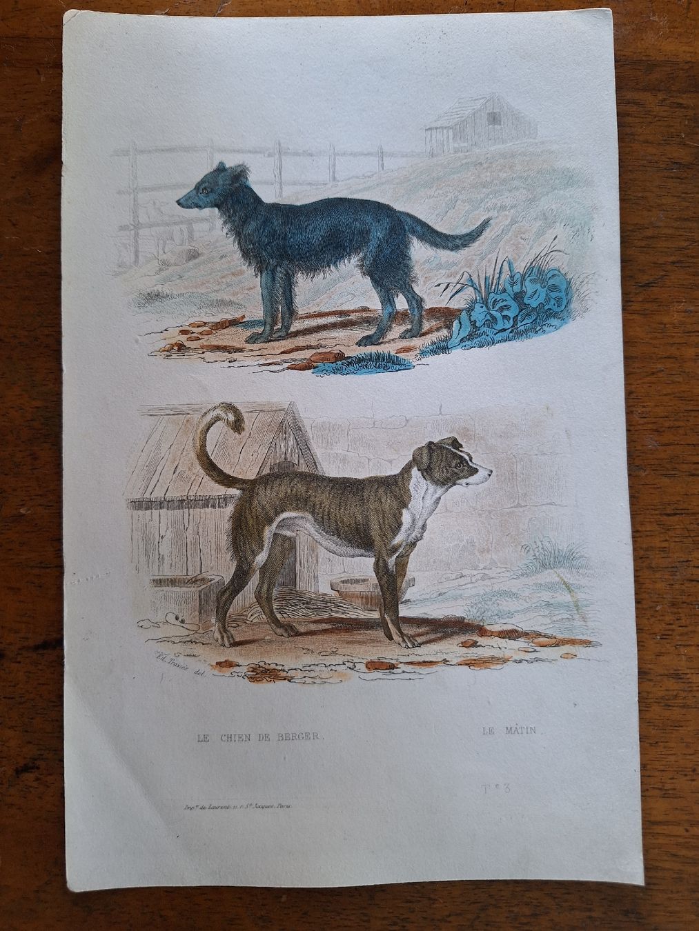 Incisioni: LE CHIEN DE BERGER  LE MATIN – Usato da Bevaix venduto da bohrap 1