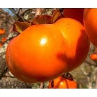 KAKI Pomme Plaqueminier Fuyu 2 BOUTURES