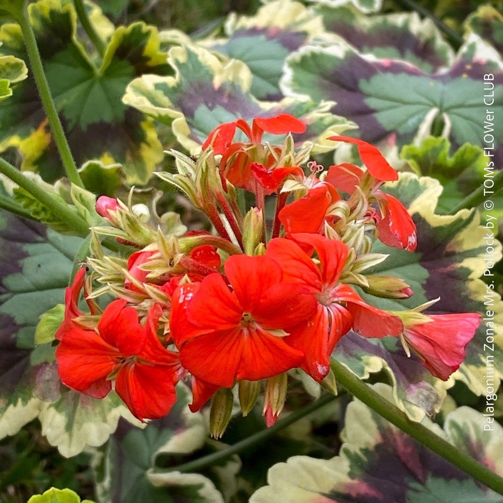 Piante & sementi: Pelargonium Zonale 'Mrs. Pollock' - historische Geranie – Nuovo e nell'imballaggio originale da Adliswil venduto da TAKEYOURPLANT 5