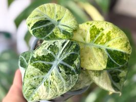 Alocasia Ninja Tricolor