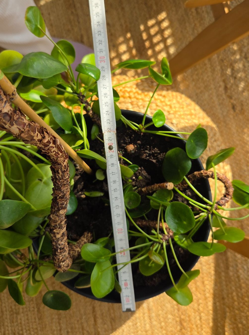 Plantes & graines: Pilea peperomioides (ca. 30cm) – D'occasion à Zürich par wile_coyote 5