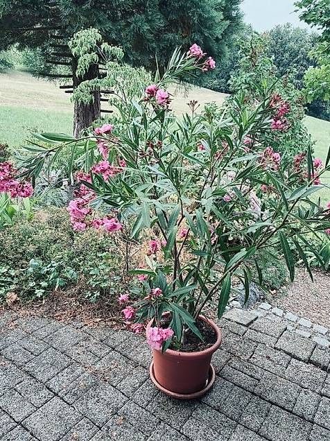 Plantes & graines:  Oleander mit feinem Vanilleduft!  – D'occasion à Wattenwil par topcash4you 1