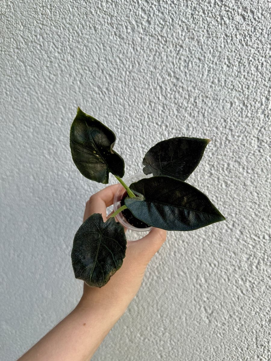 Piante & sementi: Alocasia Antoro Velvet – Nuovo (secondo la descrizione) da La Tour-de-Trême venduto da LyAmy 1