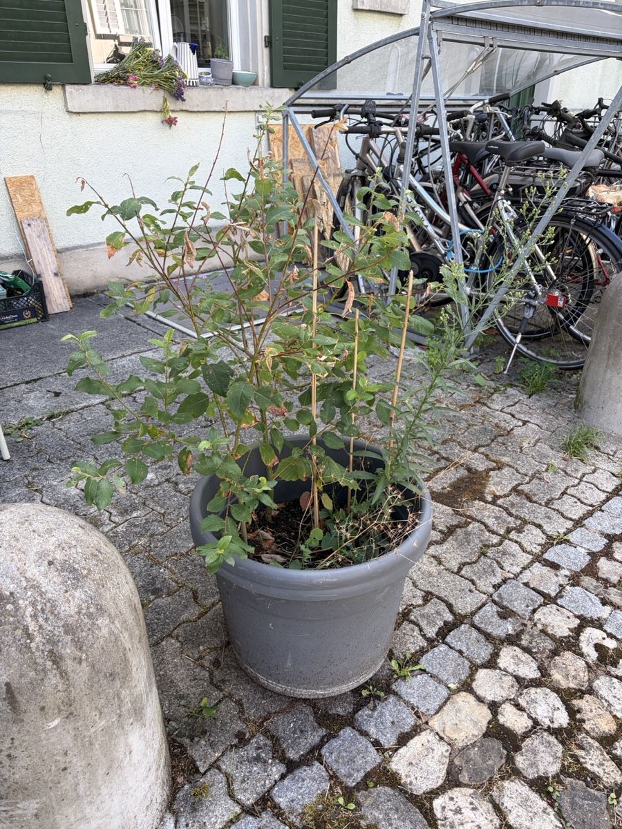 Pflanzen & Samen: Pflanze im grauen Topf – Gebraucht aus Zürich von peper4dp