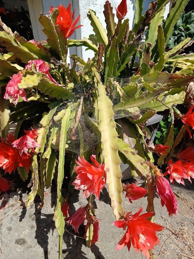 Plantes & graines: Blattkatus – D'occasion à Stein AR par ritst