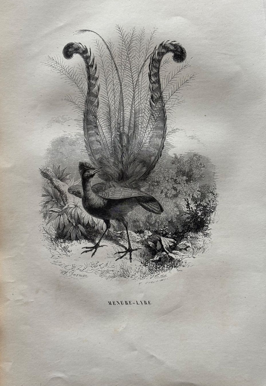 Incisioni: Stahlstich 1843 - Menure Lyre – Usato da Frauenfeld venduto da Merk52