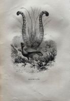 Stahlstich 1843 - Menure Lyre