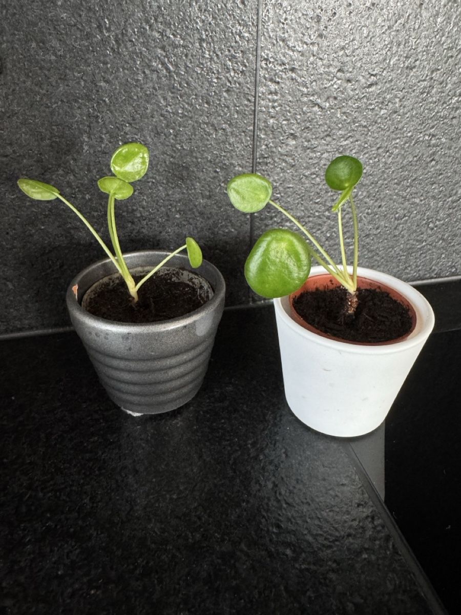 Pflanzen & Samen: Pilea Peperomioides inkl. Topf – Neu (gemäss Beschreibung) aus Kloten von Tanjaselina