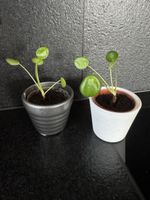Pilea Peperomioides inkl. Topf