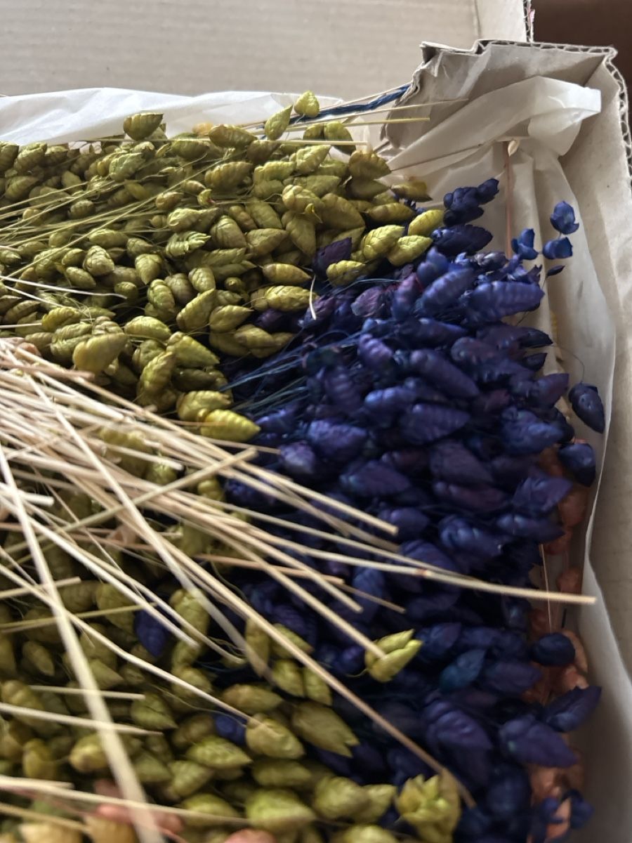 Tutte le decorazioni: Getrocknete Blumen, bunte Dekoration – Nuovo (secondo la descrizione) da Bern venduto da Marym 3