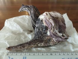 Muschel Austern hängt an anderem Stock seltene Muscheln Cebu