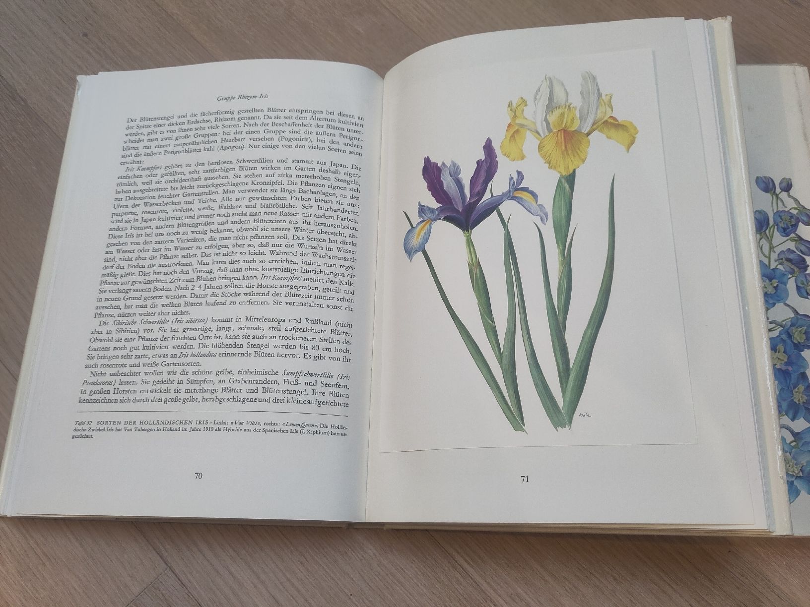 Livres: Zwei antike Bücher "Wunderwelt der Garten, schön illustriert – D'occasion à Zürich par her_yqt7 5