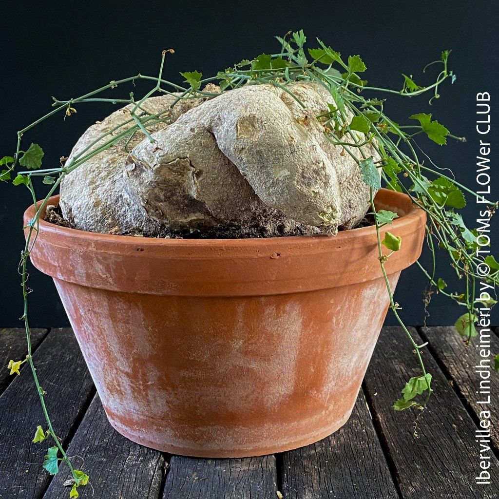 Plantes & graines: Ibervillea Lindheimeri - einfach nur einzigartig – Neuf avec emballage d'origine à Adliswil par astom369 8