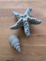 Muschel und Seestern