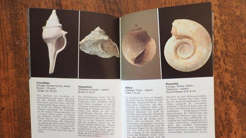 Bücher: Fossilien Bücher – Gebraucht aus Rickenbach BL von Oktober68 7