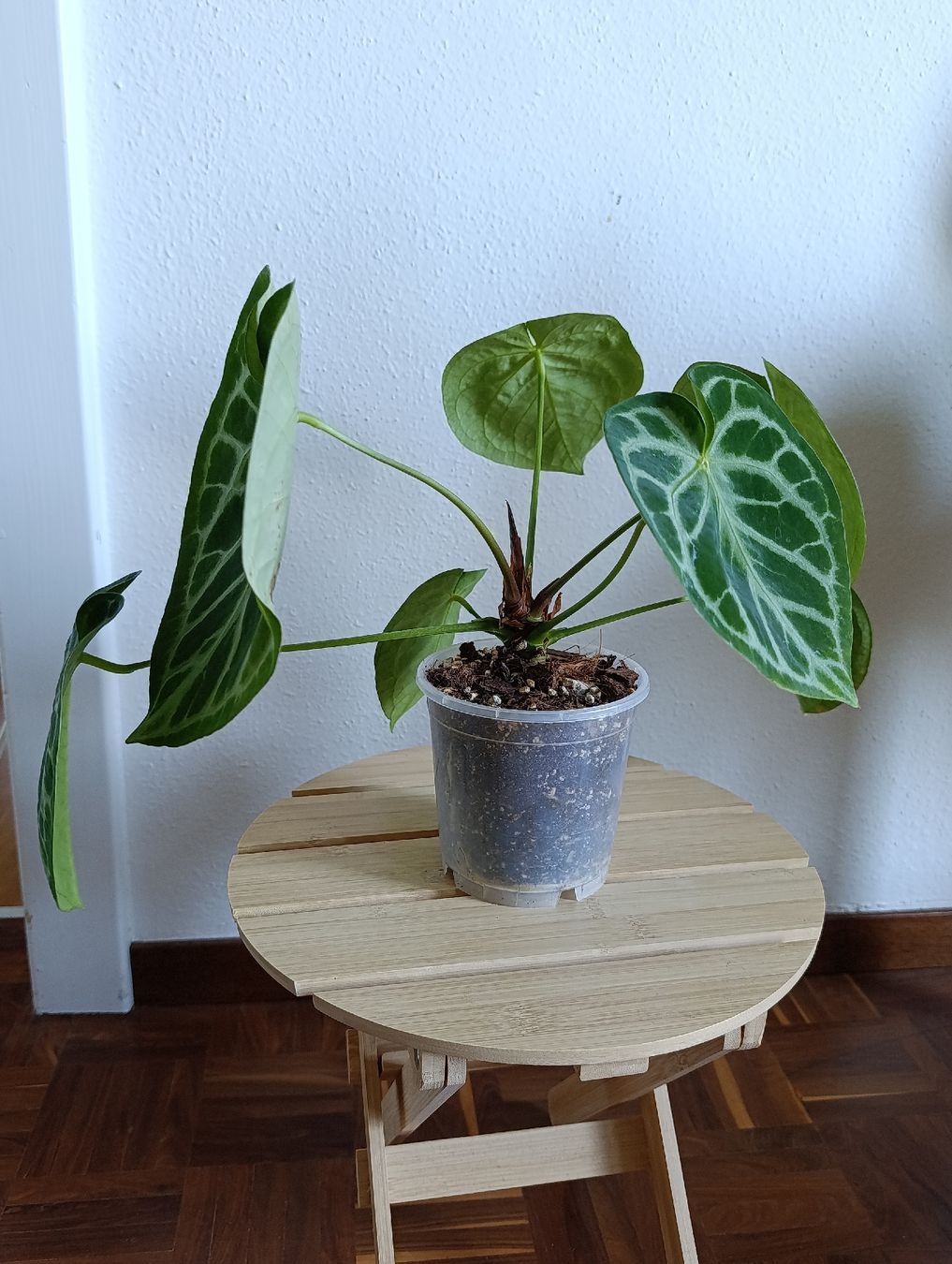 Pflanzen & Samen: Anthurium  – Gebraucht aus Baar von L.isa28 2