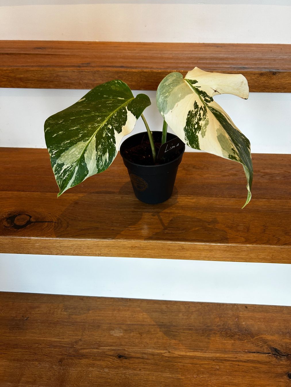 Pflanzen & Samen: Monstera variegata💚 – Gebraucht aus Wattwil von Mikesplantshop 1