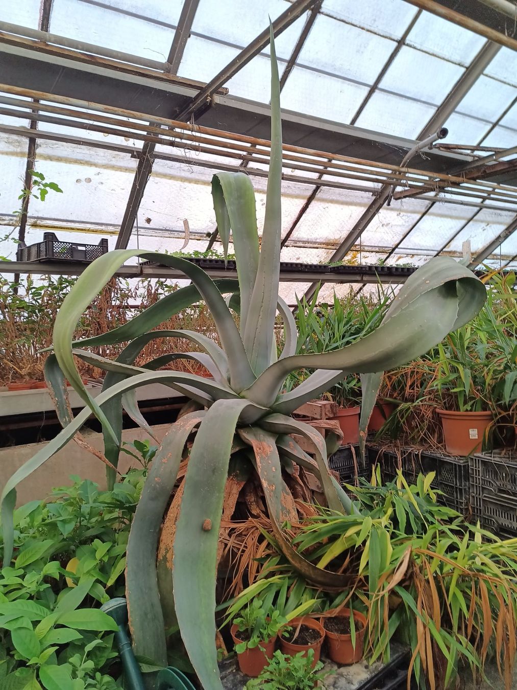 Piante & sementi: Agave americana 60 jährig – Usato da Zug venduto da SirGoldFish 1