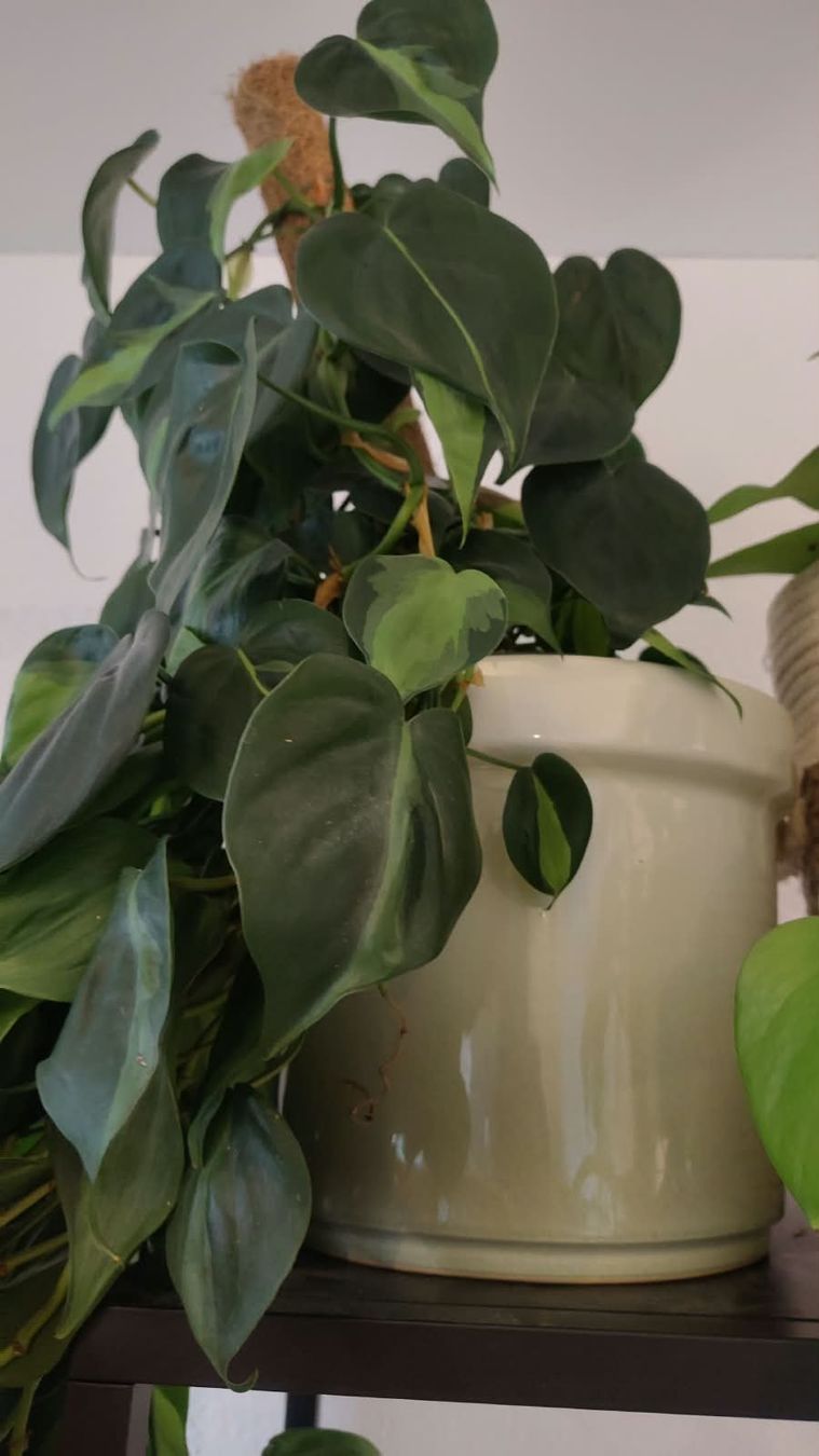 Piante & sementi: Philodendron scandens Brasil – Usato da Zürich venduto da cla_hz6t 1
