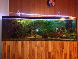 Aquarium 540l