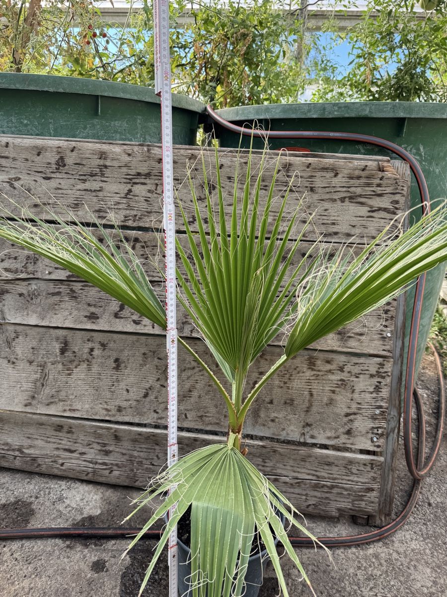 Pflanzen & Samen: Washingtonia filibusta – Neu (gemäss Beschreibung) aus Rüti ZH von Pehispeed 1