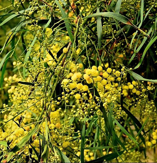 Pflanzen & Samen: ACACIA RETINOIDES 150 cm oder seltene immer blühende Mimosa – Neu und originalverpackt aus Rovio von POSITIFFARTandPLANTS 1