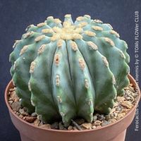 Ferocactus Glaucescens Inermis - wie eine blaue Skulptur