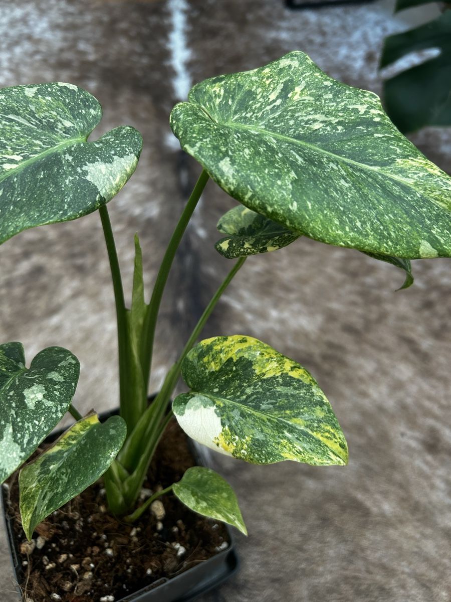 Monstera Thai Constellation 'Miracle tricolor' (Neu (gemss Beschreibung))  in Wattwil fr CHF 2500  mit Lieferung auf Ricardo kaufen
