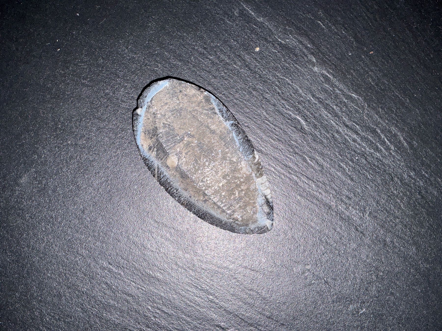 Fossili: schwarzer Fossil-Stein, poliert – Usato da Bremgarten AG venduto da Belana0 2