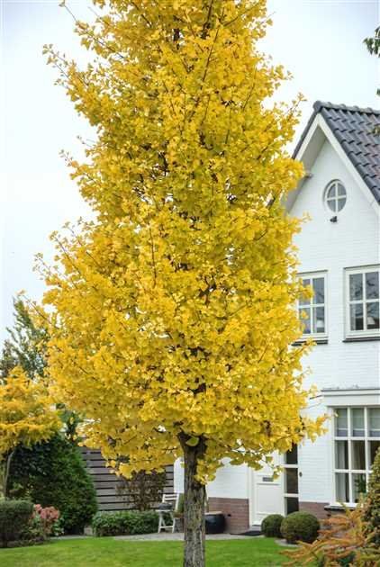 Pflanzen & Samen: Fächerblattbaum - Ginkgo biloba - 2 Pflanzen – Neu und originalverpackt aus Sumiswald von Cham14558 3