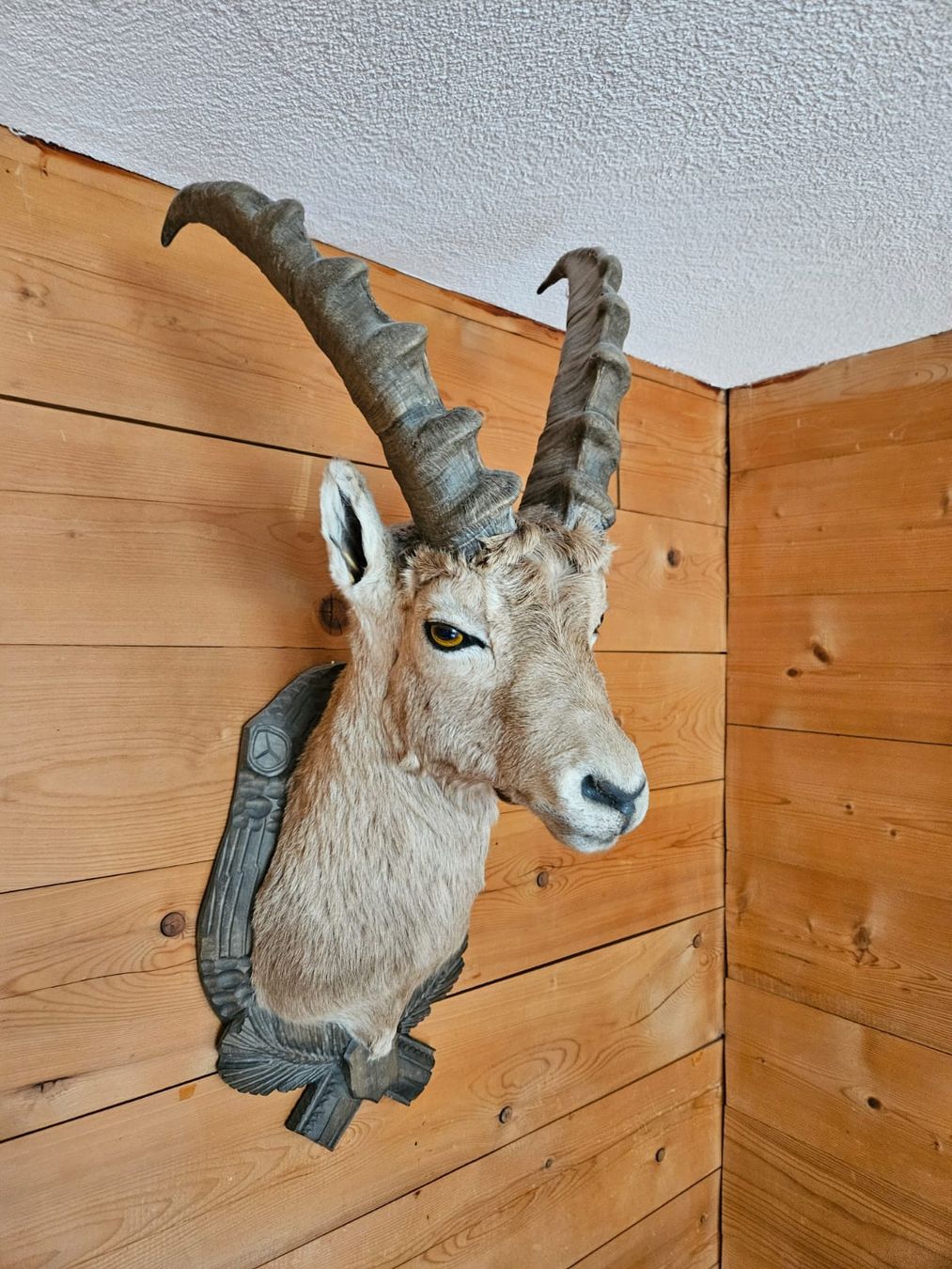 Welt der Tiere: Steinbock – Gebraucht aus Niederhasli von Steila