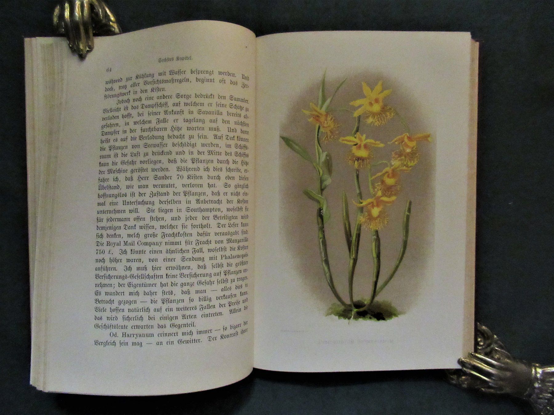 Bücher: Orchideen – Gebraucht aus Hedingen von Protechnica 2