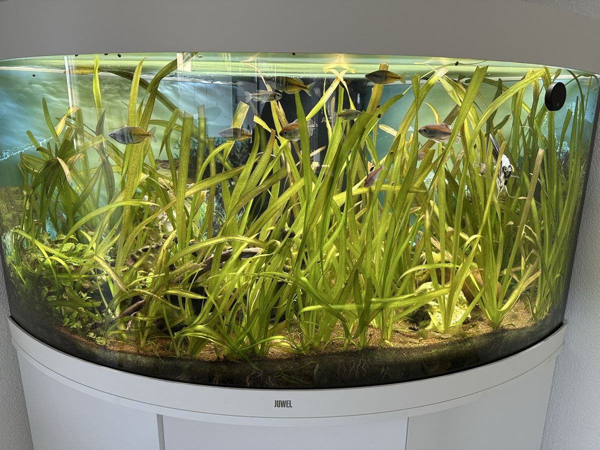 Aquarium: Aquarium Juwel Trigon 350 Liter – Gebraucht aus Gisikon von Jimmy22 1
