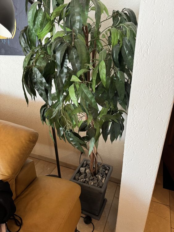 bonsai polska Zelkova Sensai - bonsai do wntrz i na zewntrz - 12 lat