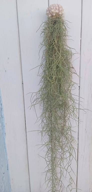 Piante & sementi: Luftpflanze Tillandsia usneoides mit Seeigel. 1 – Nuovo e nell'imballaggio originale da Ebnat-Kappel venduto da Zearara 3