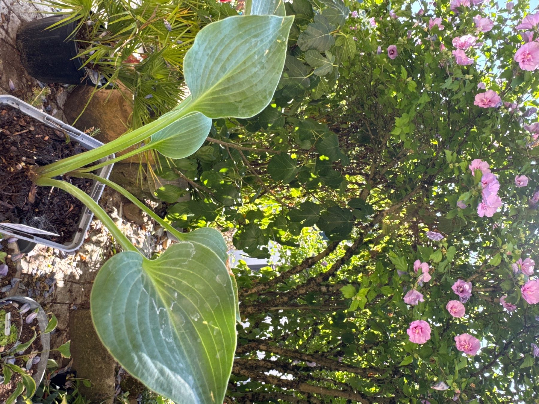 Pflanzen & Samen: Hosta blue cadet 2 – Gebraucht aus Lajoux JU von Briard0 1