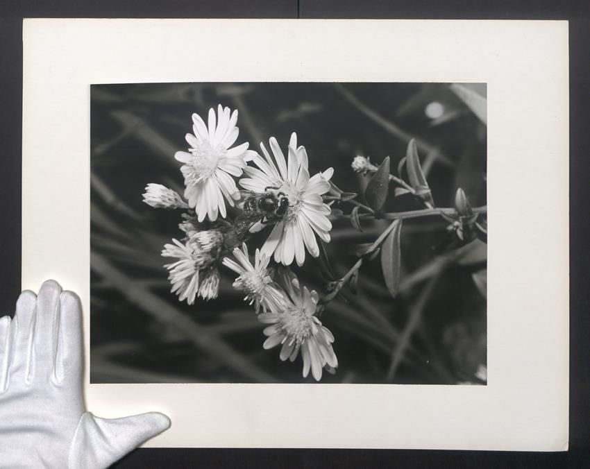 Fotografie & Manifesti: Fotografie Schöne Momentaufnahme einer  – Usato da Berlin venduto da bartko-reher