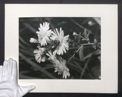 Fotografie Schöne Momentaufnahme einer 