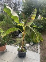 Bananenbaum ( Zierpflanze )