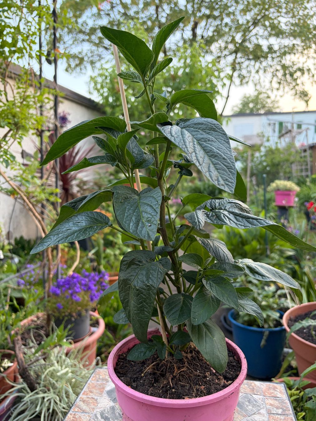 Pflanzen & Samen: Melonenbirne, Pepino, Solanum muricatum – Neu (gemäss Beschreibung) aus Winterthur von Aniger 6