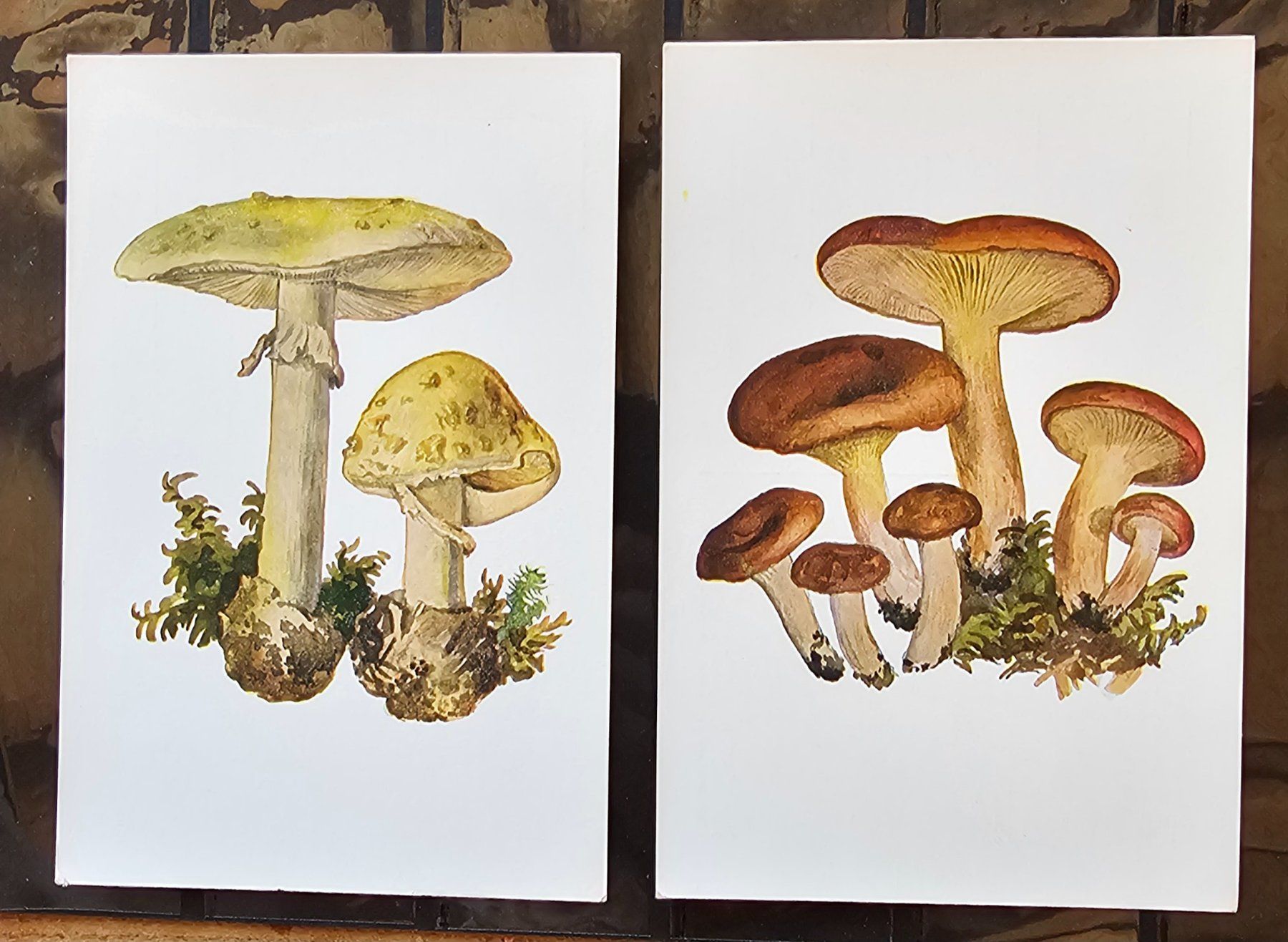 Cartoline postali: 2 Postkarten - Motive Pilze – Nuovo (secondo la descrizione) da Les Valettes venduto da Nuba1