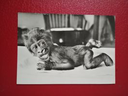 AK Basel Zoo Gorilla Baby Goma Bahnpost 1972 s/w Karte