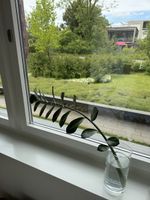 Zamioculcas Ableger 🌱 - Einfach zu züchten!