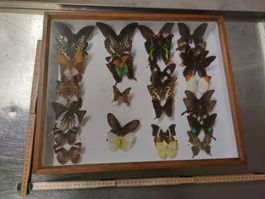 Schmetterlingssammlung gerahmt 🦋 Raritäten  ✨ Top Zustand ✨