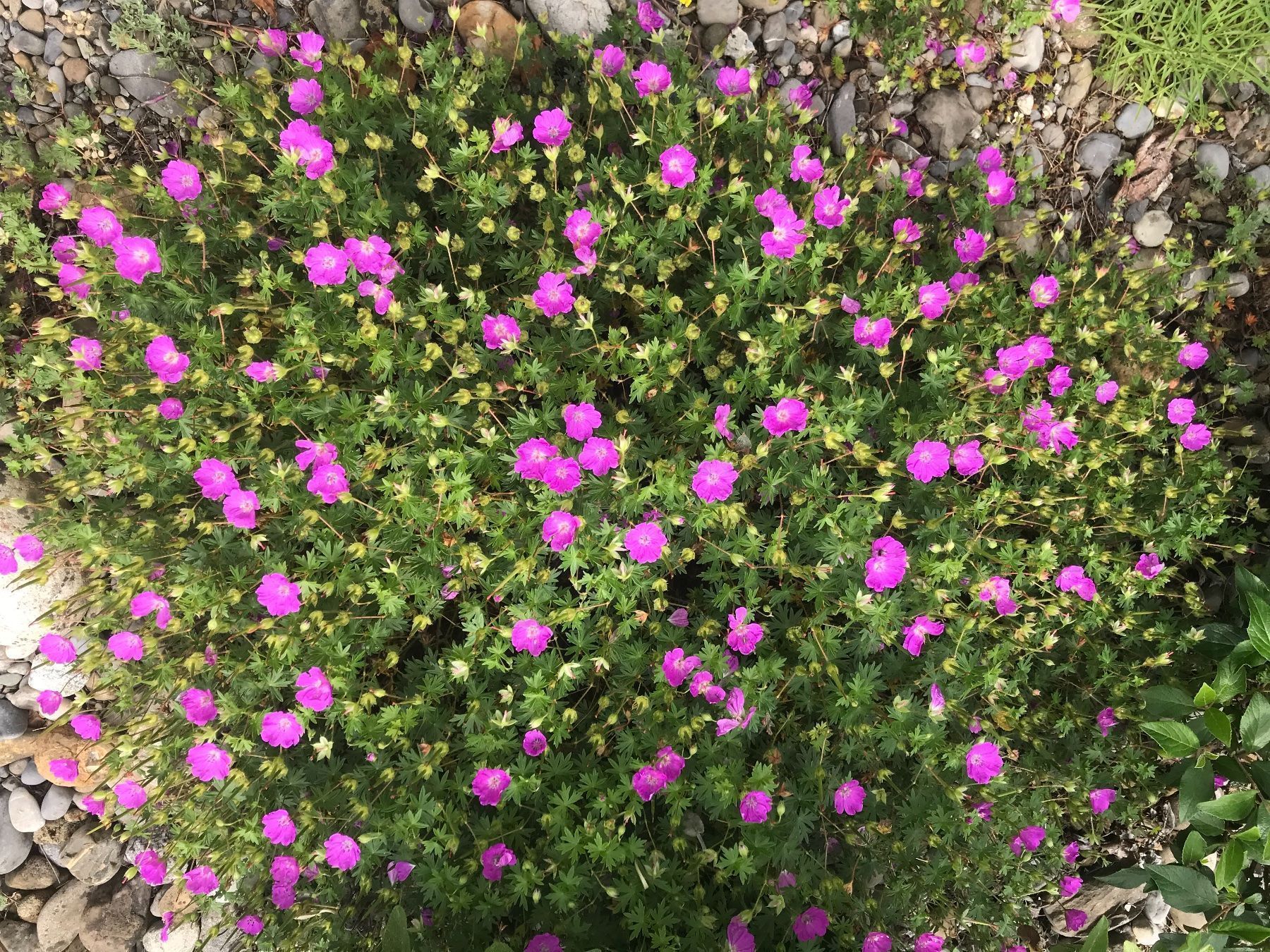 Piante & sementi: GERANIUM BOHEMICUM - STORCHSCHNABEL - PINK - BODENDECKER – Nuovo (secondo la descrizione) da Buchs AG venduto da fischli610 2