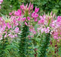 50 Samen Seltene Spinnenblume ROSE QUEEN