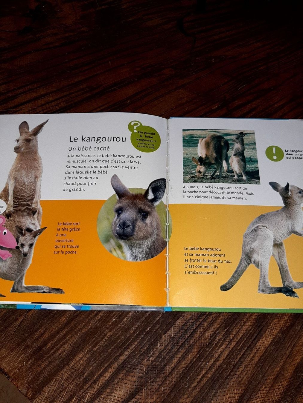 Bücher: Les bébés animaux – Gebraucht aus Le locle von juliensaran 2