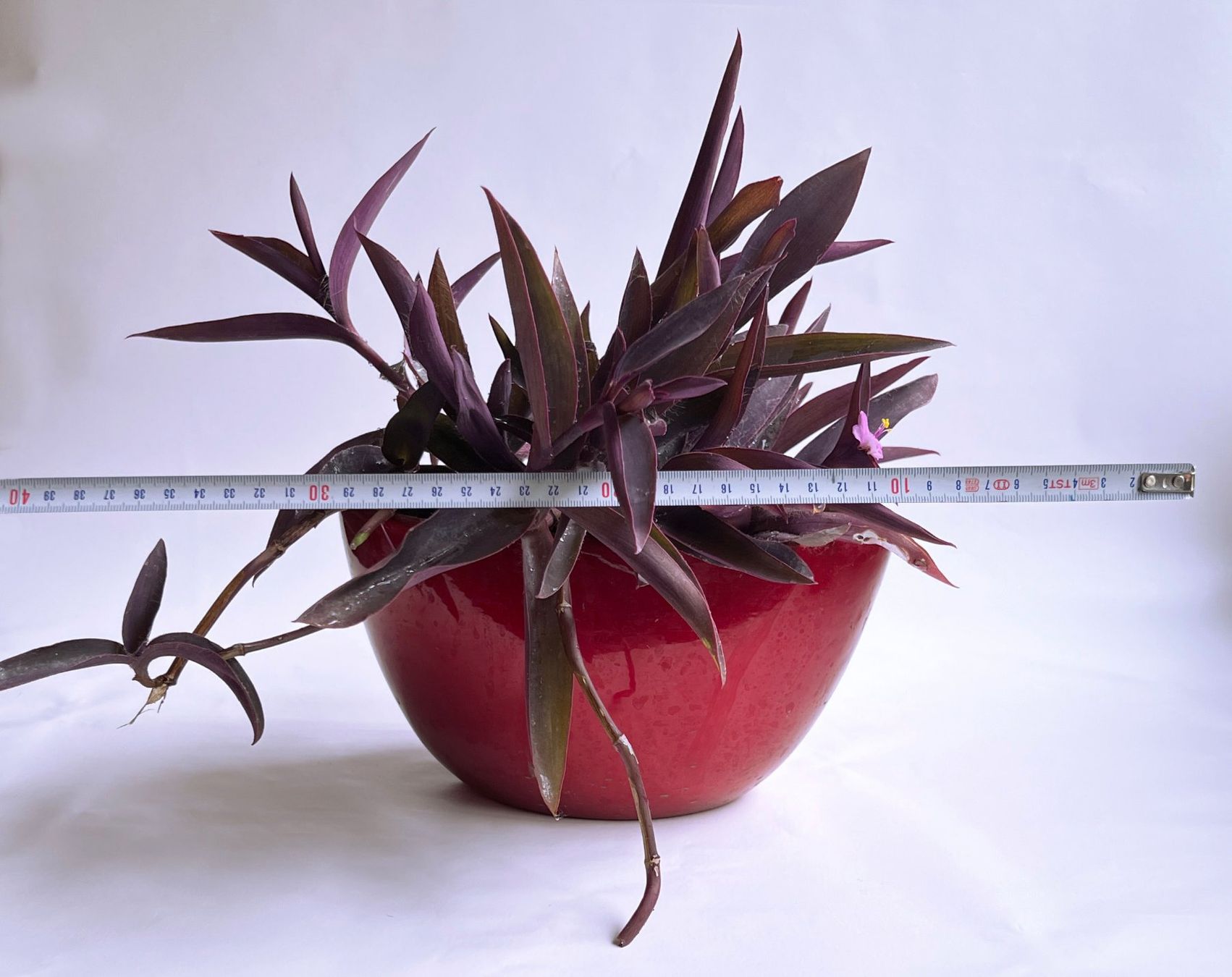 Pflanzen & Samen: Tradescantia Pallida*Rotblatt***** – Neu (gemäss Beschreibung) aus Dübendorf von Orchid18 5