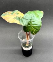 🌿 Alocasia ‘Yucatan Princess’ Variegata - Jungpflanze #8