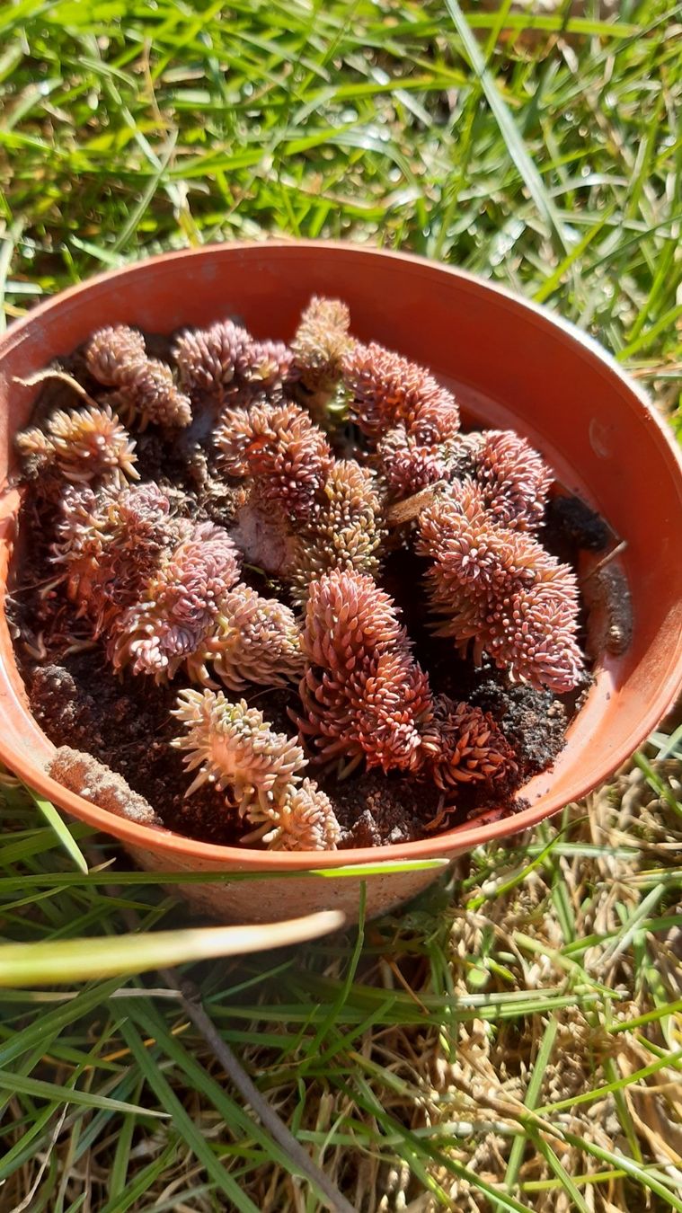 Pflanzen & Samen: korallen sedum - RARITàT – Neu (gemäss Beschreibung) aus Ibach von chaemilochhobbygarte 4